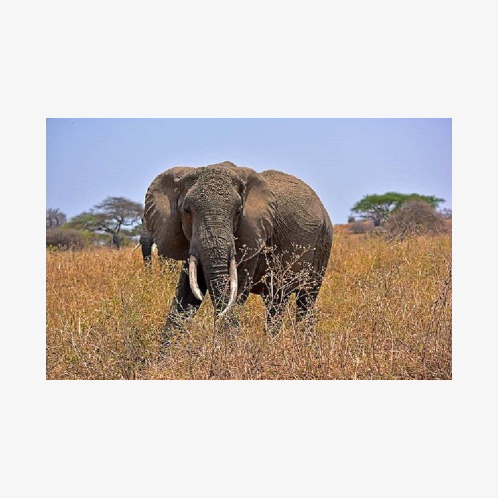 Tarangire-Day-Tour-Photoroom