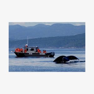 Wildlife Whale Watching & Mendenhall Glacier